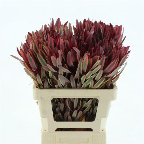 Leucadendron 'Jester'