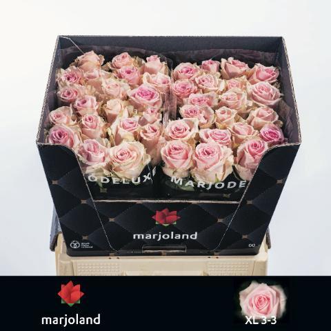 Rosa grootbloemig Sweet Dolomiti