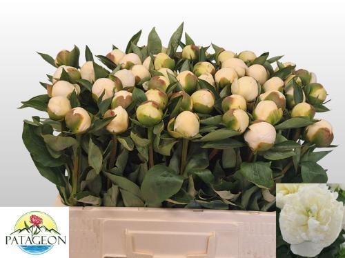 Paeonia Lactiflora Grp 'Duchesse de Nemours'
