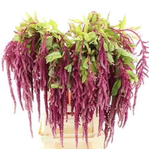 Amaranthus overig rood hang