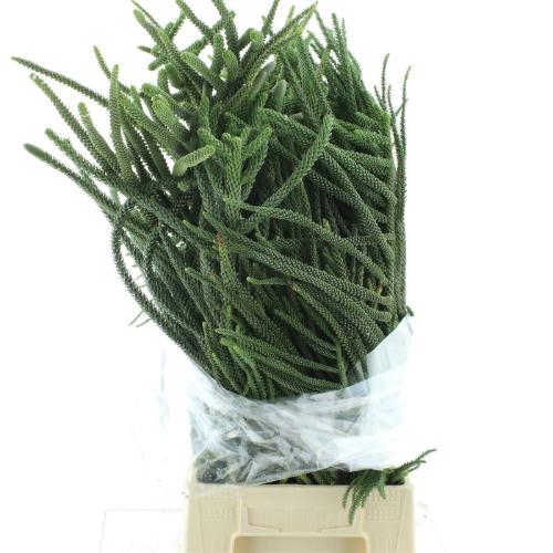 Araucaria araucana (decor)