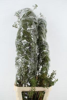 Rosa 'Corallo' (rozenbottel)