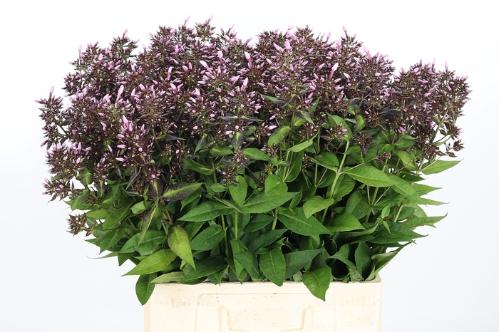 Phlox Paniculata Grp 'Bright Eyes'