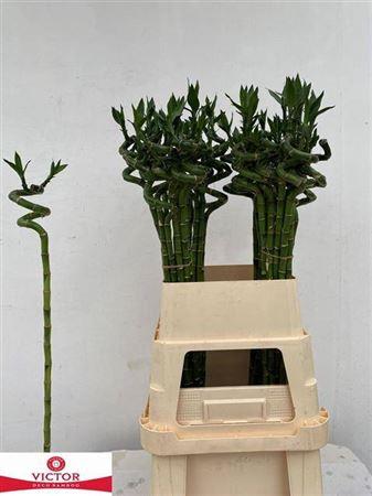 Dracaena sanderiana Lucky Bamboo