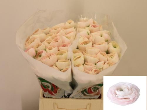 Ranunculus asiaticus Succes Hanoi