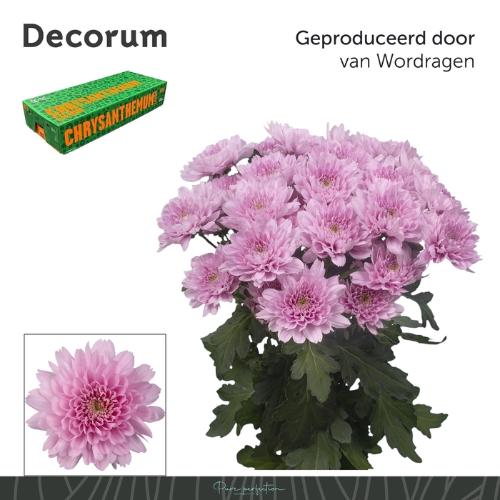 Chrysanthemum (Indicum Grp) tros Kalimba
