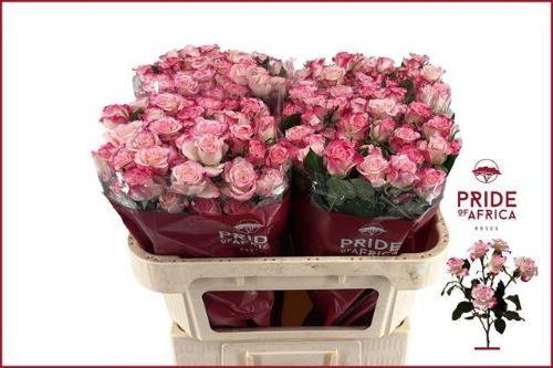 Rosa tros Reflex
