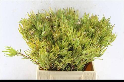 Leucadendron coniferum