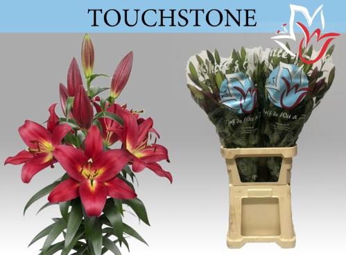 Lilium (OT-hybrids Grp) 'Touchstone'
