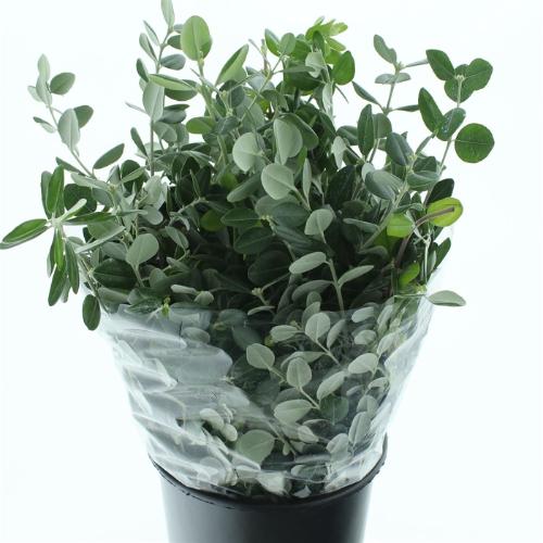 Pittosporum per bos