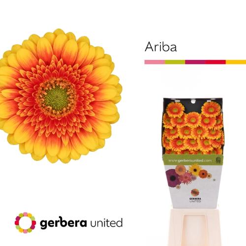 Gerbera mini Ariba