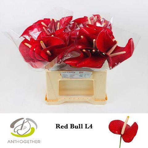 Anthurium (Andreanum Grp) Red Bull
