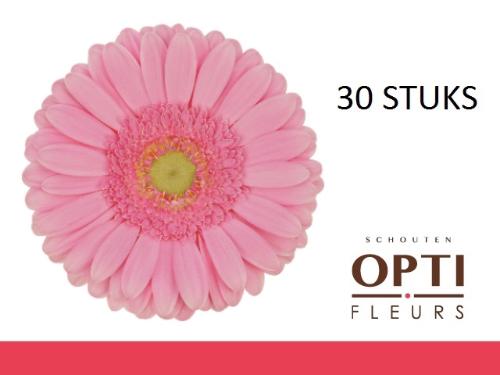 Gerbera grootbloemig Glossy