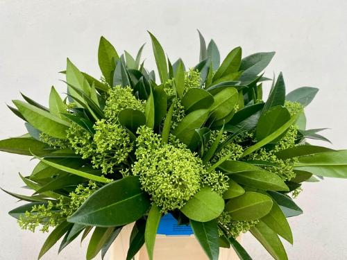 Skimmia per bos confusa 'Kew Green'