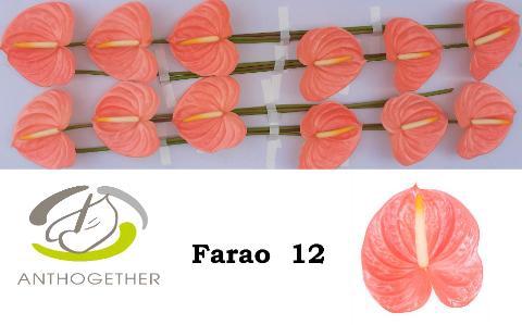 Anthurium (Andreanum Grp) Farao