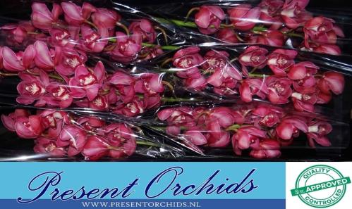 Cymbidium grootbloemig per tak 'Red Dream'