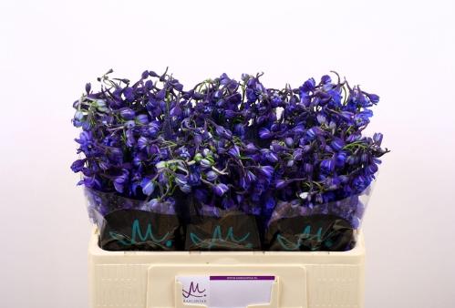 Delphinium Belladonna Grp enkelbloemig Donna
