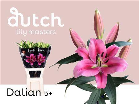 Lilium Oriental x Trumpet Grp 'Dalian'