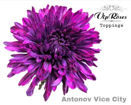 Chrysanthemum (Indicum Grp) geplozen Antonov kleurbehandeld H%