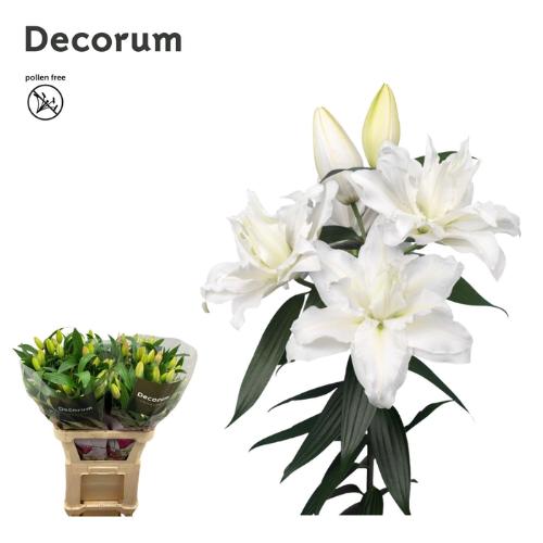 Lilium (Oriental Grp) dubbel Roselily Jacintha