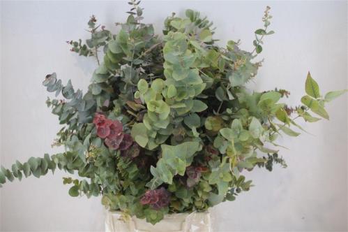 Eucalyptus per bos overig blad