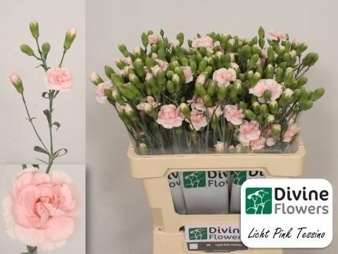 Dianthus tros Light Pink Tessino