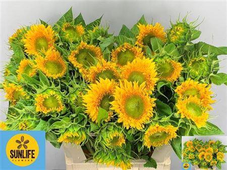 Helianthus annuus Solano Double