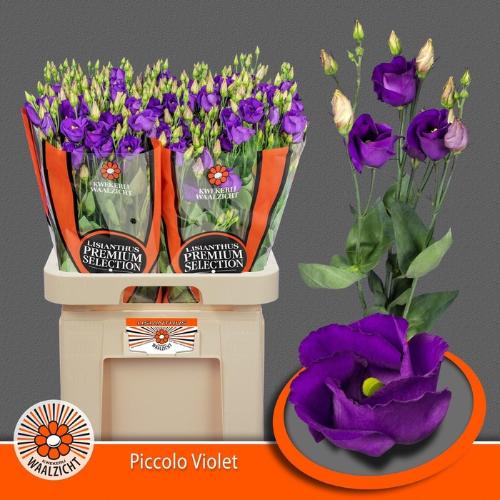 Eustoma russellianum enkelbloemig 'Piccolo Violet'