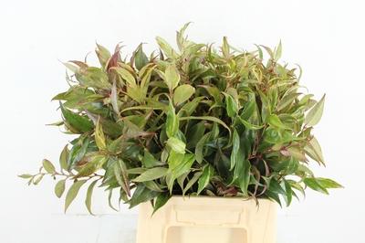 Leucothoe walteri 'Rainbow'