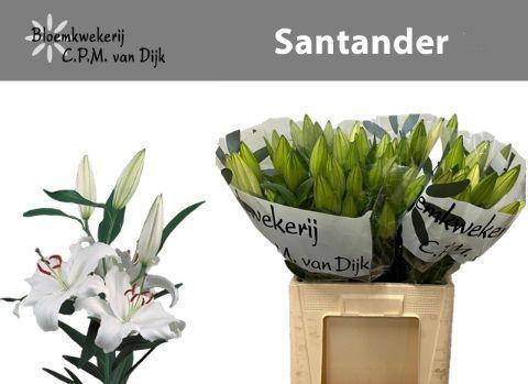 Lilium Oriental Grp 'Santander'