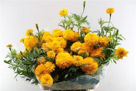Tagetes (Erecta Grp) 'Coco Deep Orange'