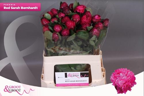 Paeonia Lactiflora Grp 'Red Sarah Bernhardt'