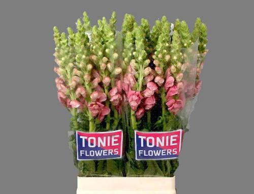 Antirrhinum majus 'Maryland Pink'