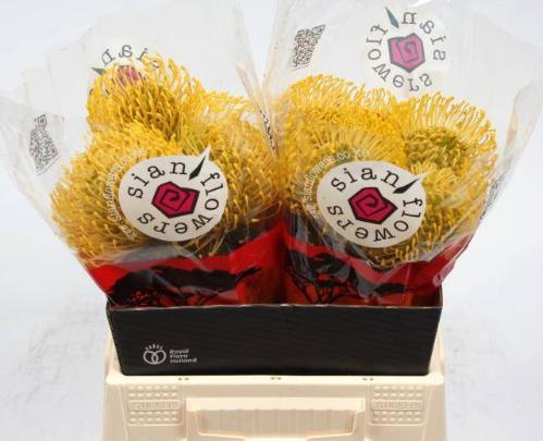 Leucospermum nutans 'High Gold'