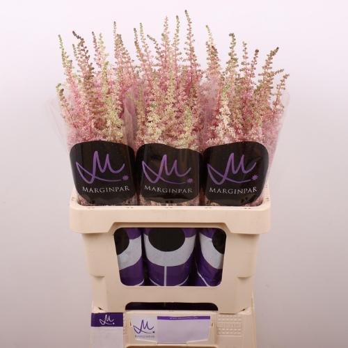 Astilbe Arendsii Grp 'Erika'