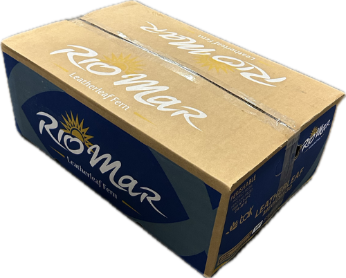 Arachniodes adiantiformis per bos