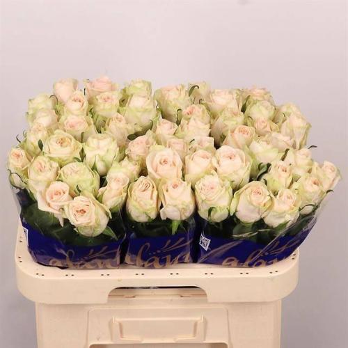 Rosa grootbloemig Wedding Rose