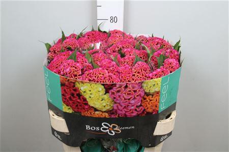 Celosia Cristata Grp 'Act Rima'