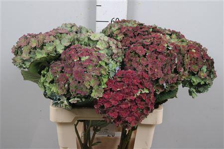 Hydrangea macrophylla Beautensia Luxor classic)
