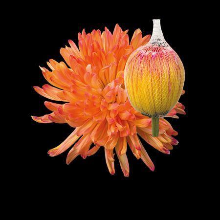 Chrysanthemum (Indicum Grp) geplozen Antonov kleurbehandeld H%