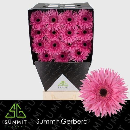 Gerbera grootbloemig spinvormig Spider Amazing