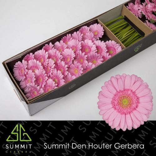 Gerbera mini 'Kimsey'