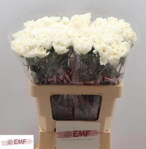 Dianthus standaard Mont Blanc