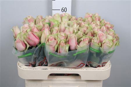 Rosa grootbloemig La Belle