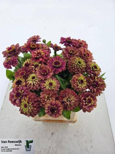 Zinnia elegans