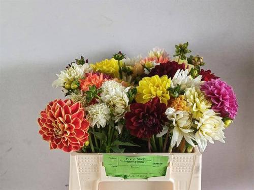 Dahlia gemengd in bos