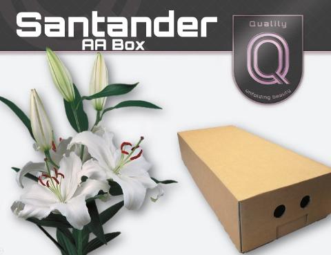 Lilium Oriental Grp 'Santander'
