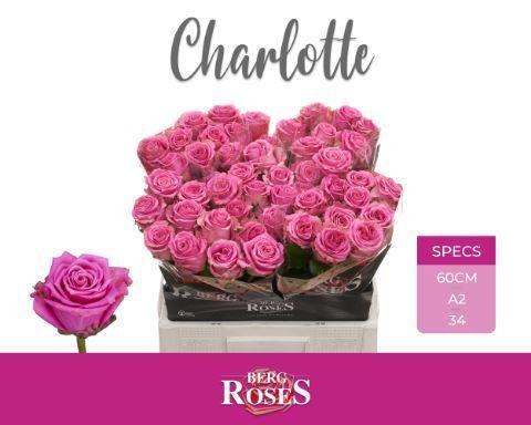 Rosa grootbloemig Tantau’s Charlotte