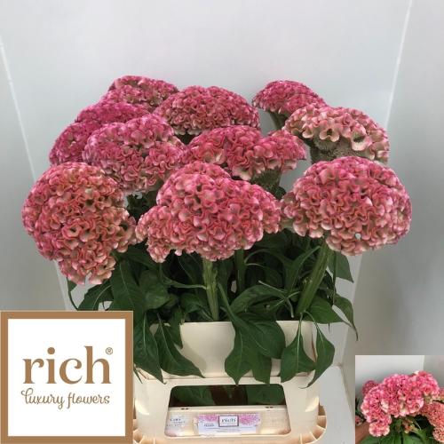 Celosia argentea (Cristata Grp) 'Turbo Pink'