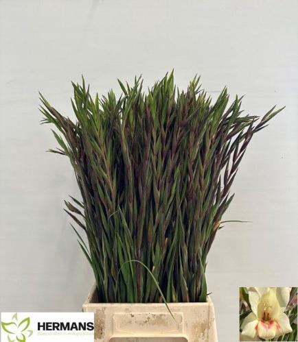 Hippeastrum per kelk overig wit